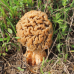 Мицелий Сморчка степного (Morchella steppicola)